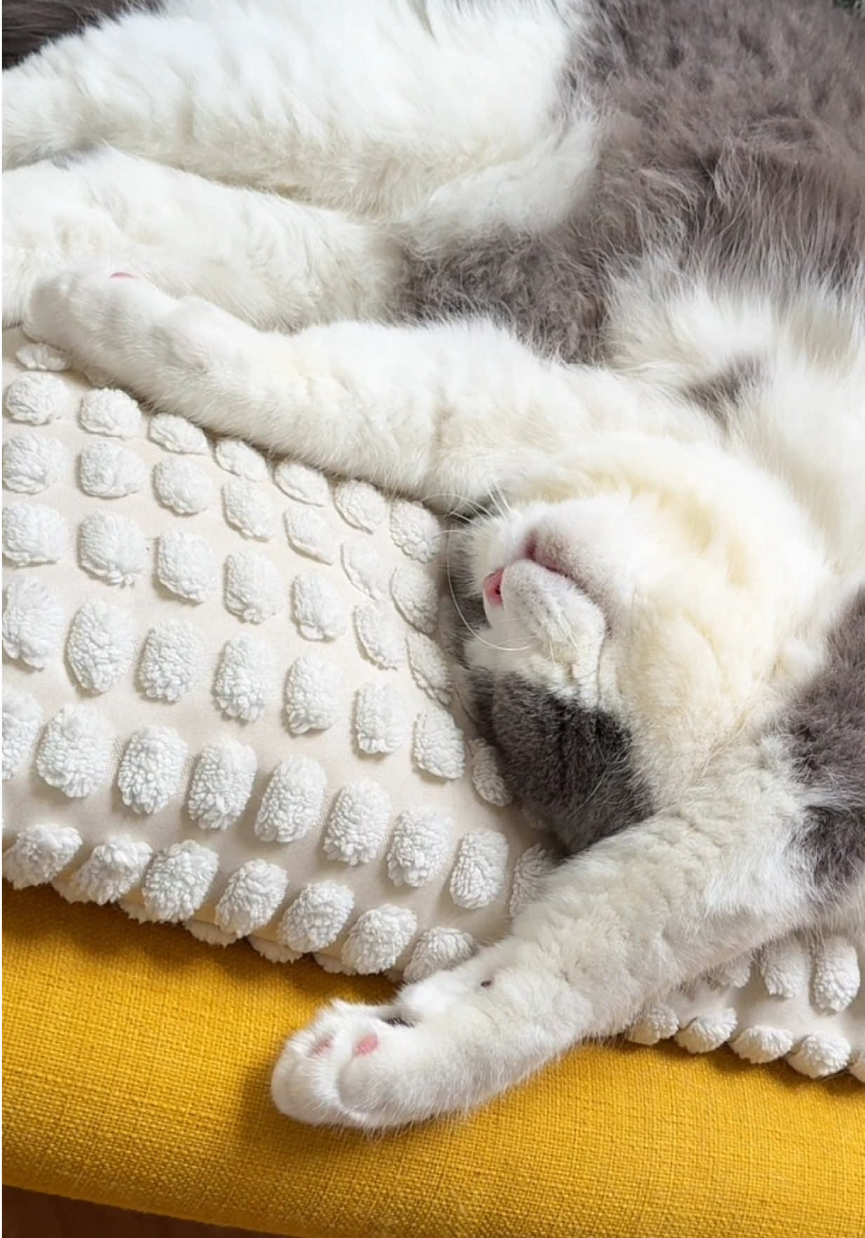 On Saturdays Benny usually just rests to recover from a long week of eating and sleeping #caturday #bsh #sleepingcat #lazycat #creatorsearchinsights 