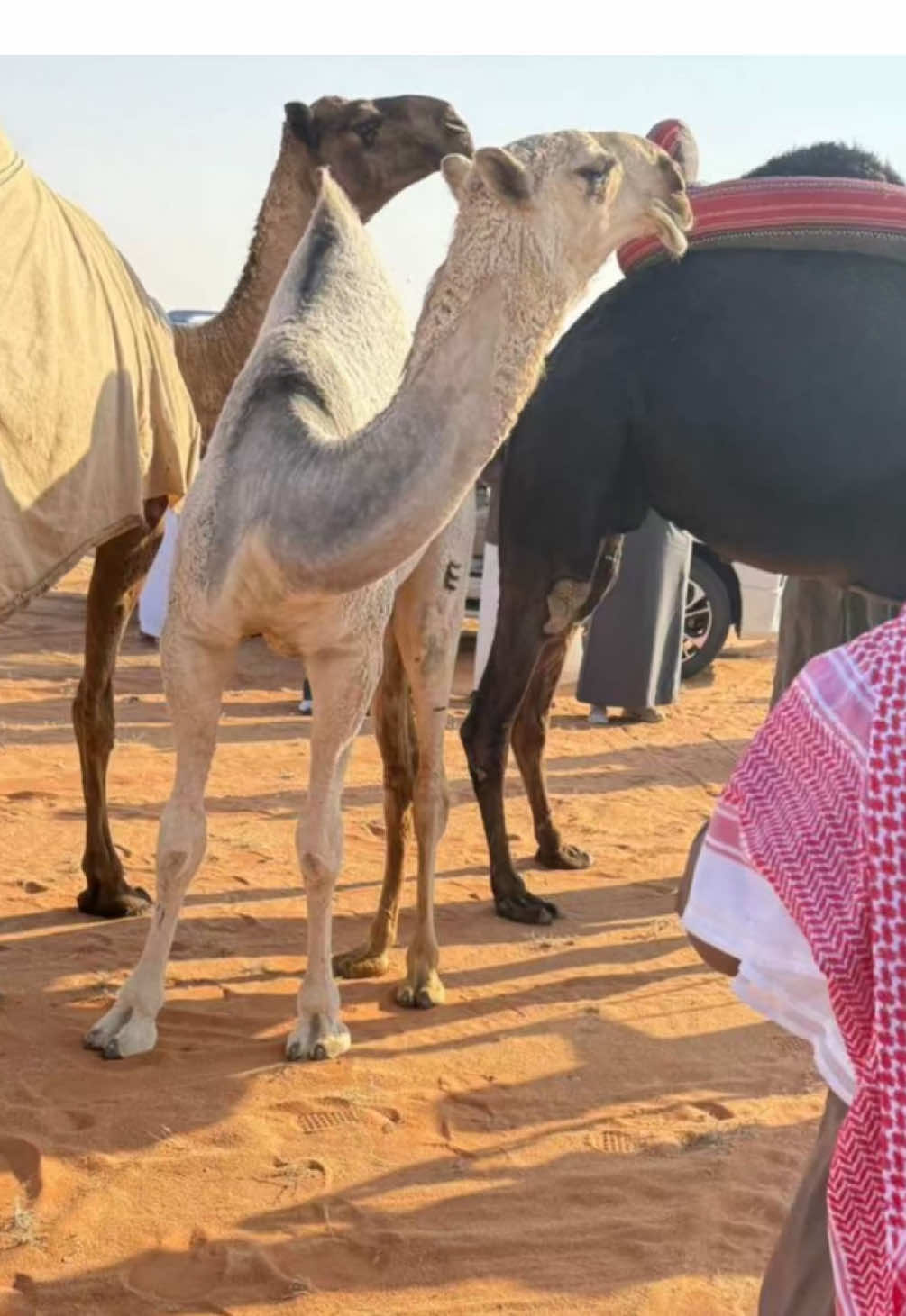 #مخوفه #ابن_دلمخ #الصياهد 