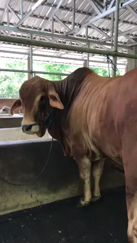 #redbrahman #brahmancross 