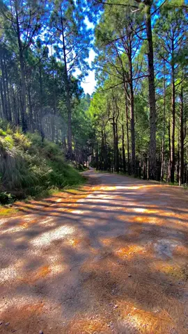 Danoi Forest rest House.✨❤️(Repost)#dontunderreviewmyvideo #foryou #whattowatch #moinsatti1 #fyp @TikTok Pakistan 