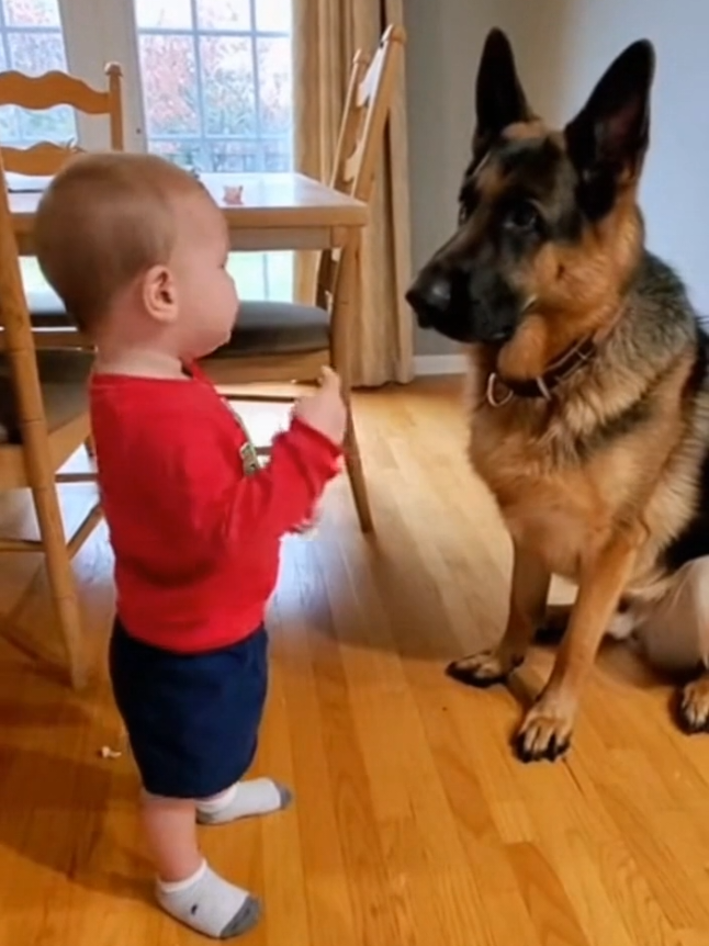 🧐 Judge Judy's Littlest Investigator 🐶 #BabyTalk #DogGuilty #FunnyDogVideo #DogAndKid #GermanShepherdLife 