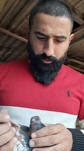 #الزاجل_عشق_لاينتهي❤️🕊️؛ #زواجل_الموصل✌ #الشام #حلب #ادلب_حمص_حلب_شام_درعا_حماة 