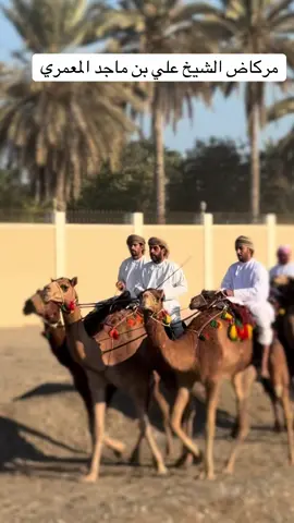 مركاض الشيخ علي بن ماجد المعمري #صحم #الهجن #مركاض #الشيخ_علي_بن_ماجد_المعمري #مرهون_السعيدي