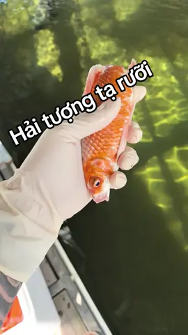 #tiktok #xuhuong #fish #animals #muoihong @T.A.N @T.A.N Diamond 