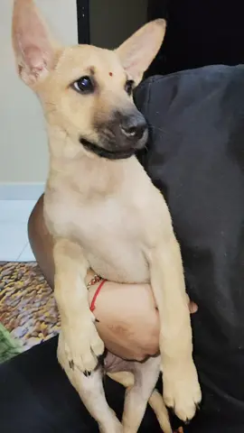 so cute puppy girl #puppylove #girls #tiktokviral 