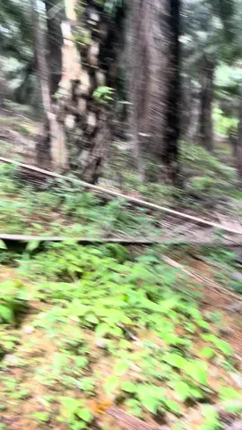 Aok wh saipul aok 😅 #pyfffffffffffffffffffffffffffffffff #pyfツviral_❤ #lomboktiktok_fyp🌴 #kulisawitmalaysia🌴🇲🇾🇮🇩 