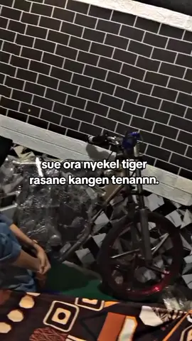 kngn jagoankuu🥺#tiger #lewatberanda #fypage #xybca #kangen #tigerliaa 