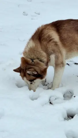 #الشعب_الصيني_ماله_حل😂😂 