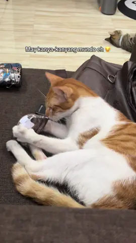 Cats toys #cat #catstoy 