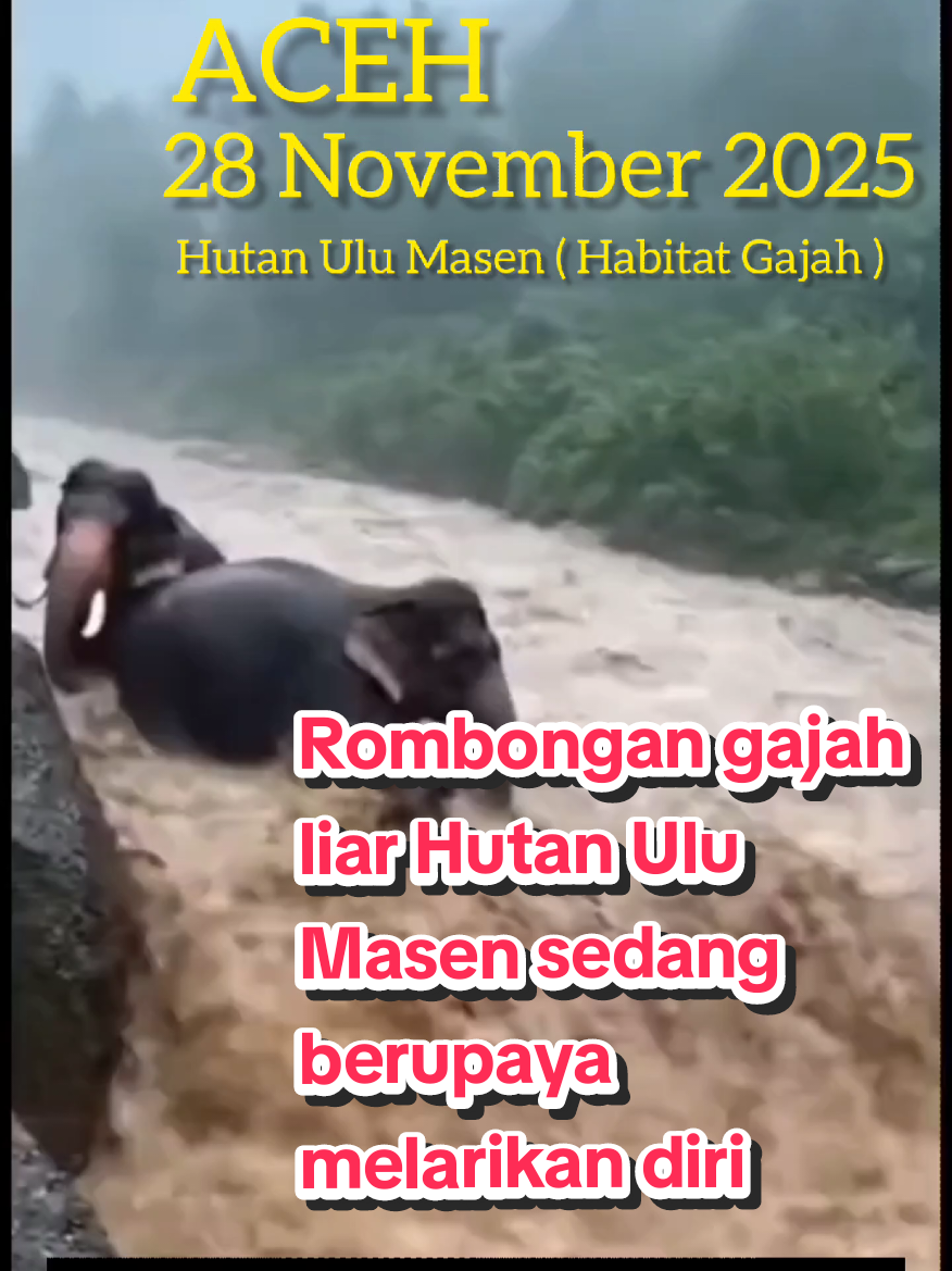#aceh #viraltiktok #elephant #fyp #fyppppppppppppppppppppppp  Rombongan gajah liar Hutan Ulu Masen sedang berupaya melarikan diri dari genangan air banjir yang cokelat dan deras.