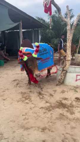 ขอก่อนนะคับ🥰#แดงงามเหลี่ยมเพชรพยัคฆ์อรุณ_สองเกลอ🤟🏻 #ค่ายโคน้องเตชินหลานตารวยฟาร์ม #วัยรุ่นลำช้าง #ฟีดดดシ 