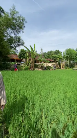 4 biawak 2 garangan #grobaksegawan #anjingpemburu #biawakgarangan 