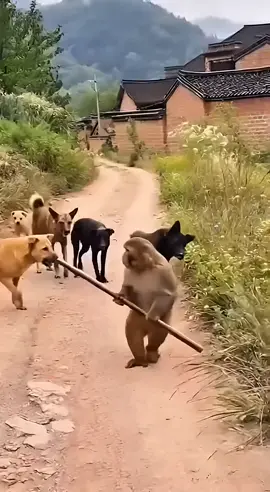 #CapCut xem hài động vật đi 😂