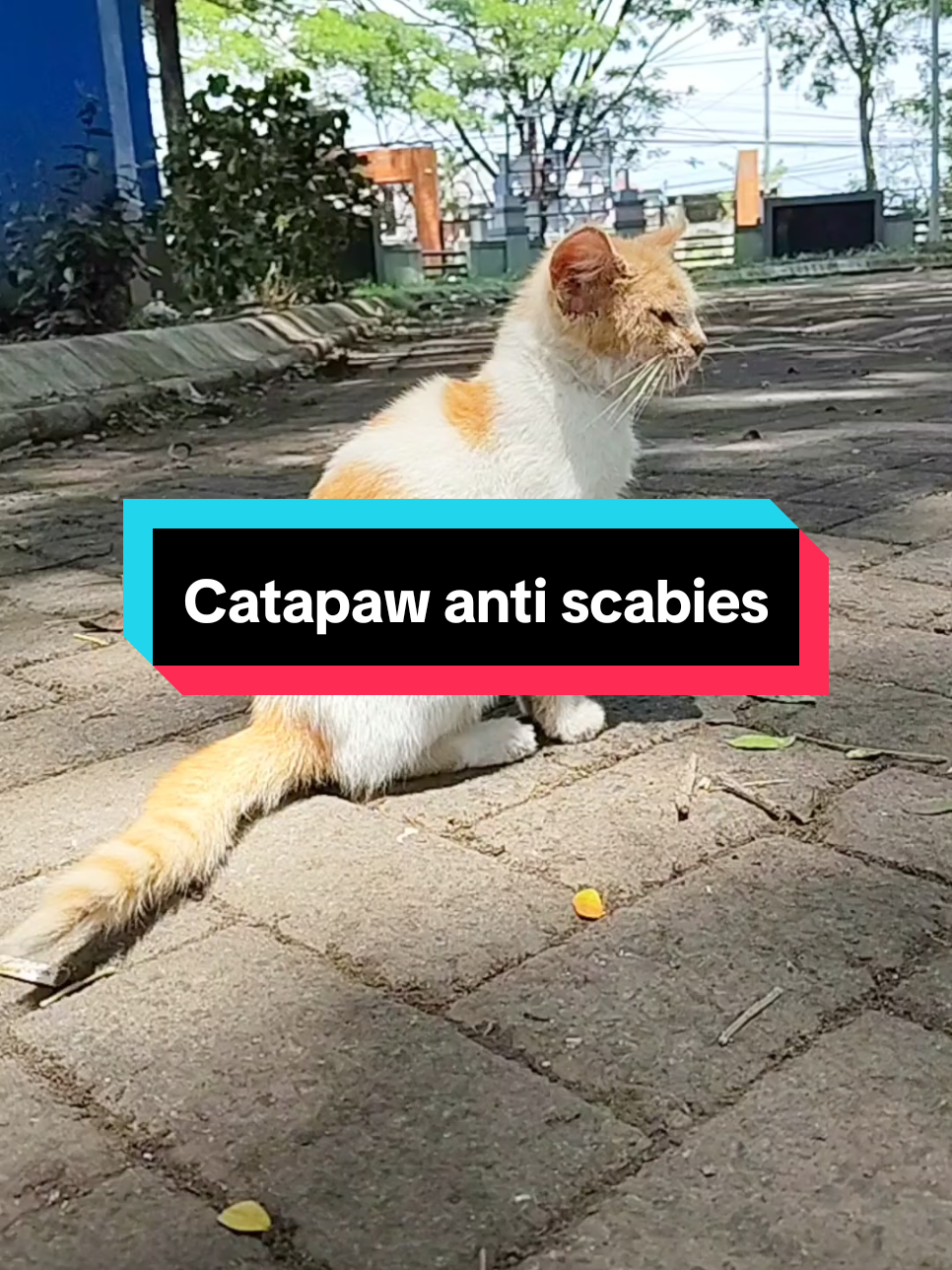 Kucing scabies dan jamuran kasih aja catapaw anti scabies efektif mengatasi scabies dan jamur pada kucing serta aman terjilat oleh kitten maupun kucing dewasa #kucingscabies #kucingjamuran #obatscabies #catapawantiscabies #catapaw 