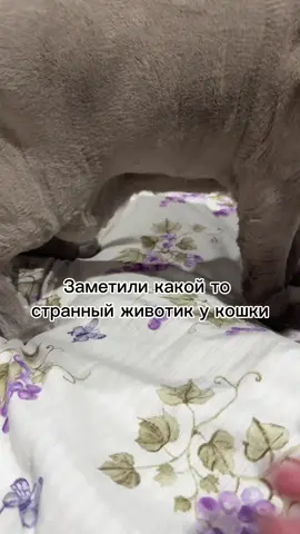 Теперь вместе худеем…