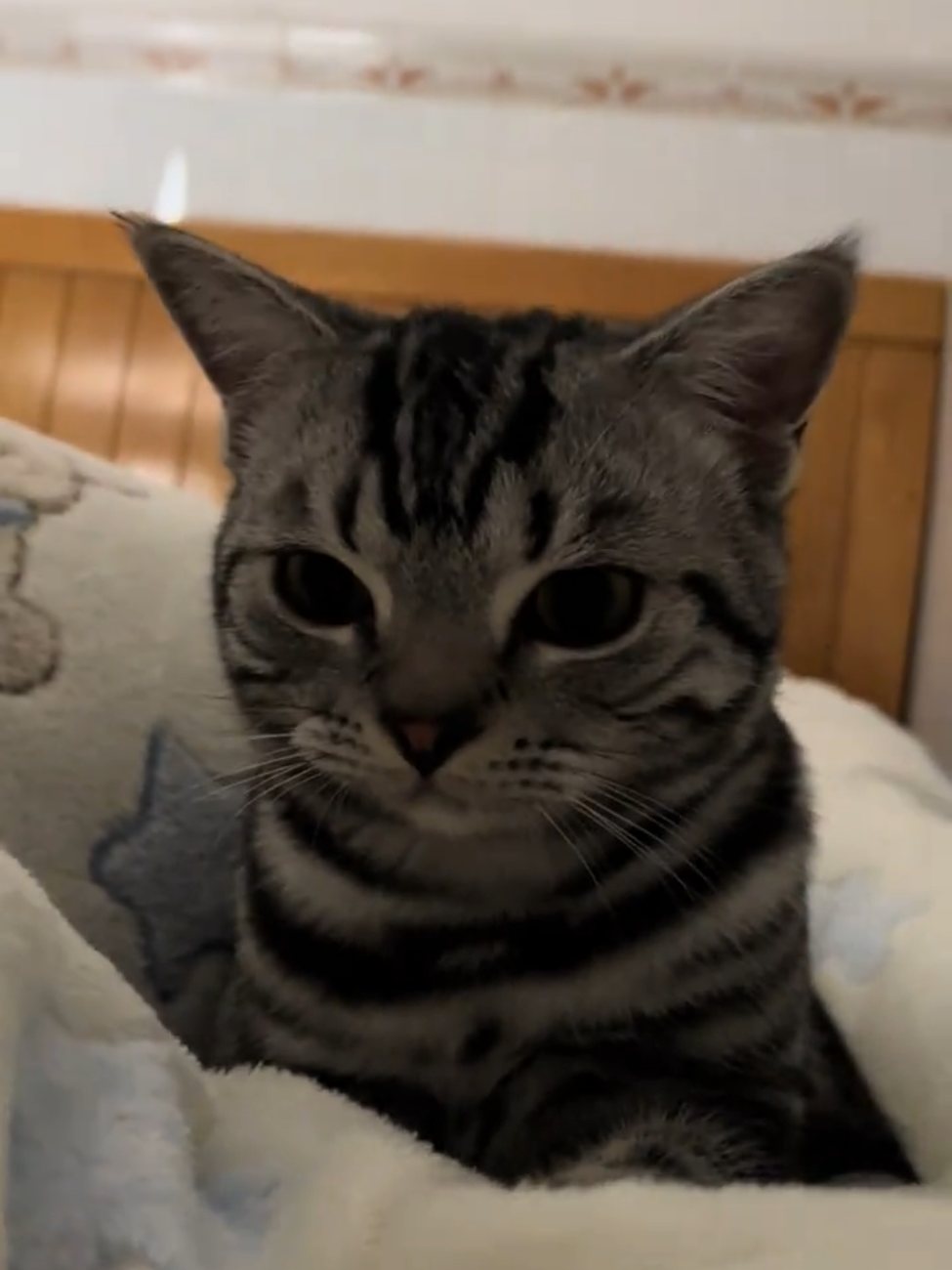 So cute #cutecat #pet #kucing #kitty #funny 