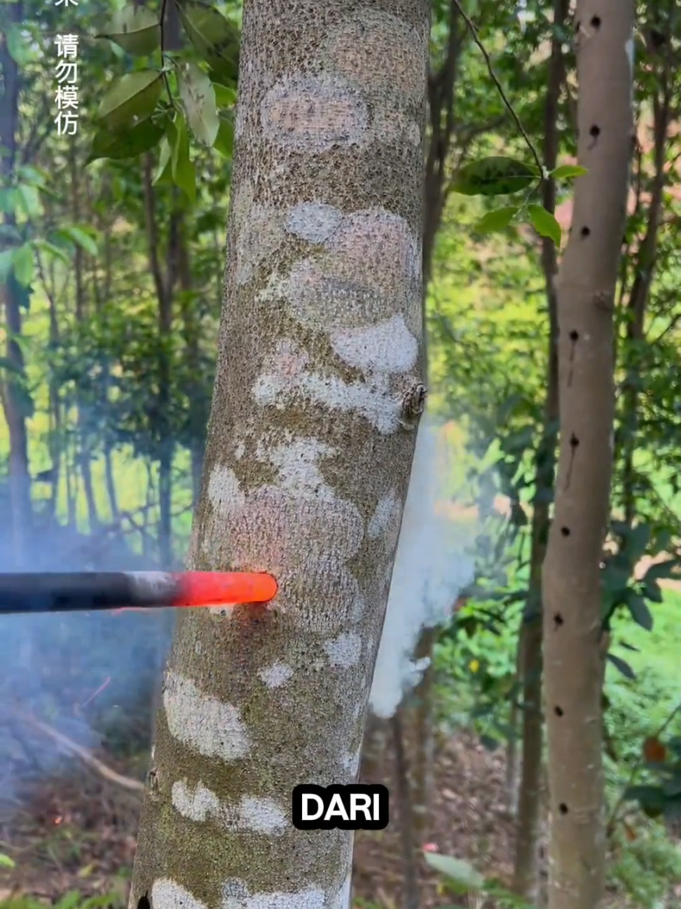 Pohon Yang Sering Di Sebut Pohon Surga #kayugaharu #fyppppppppppppppppppppppp #fypviralシ #pohongaharu 