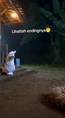 lihat endingnya 🤭#kucingtiktok #ayamtakutpocong #kucingvirallditiktok #kucingfyp #kucinggemoy 