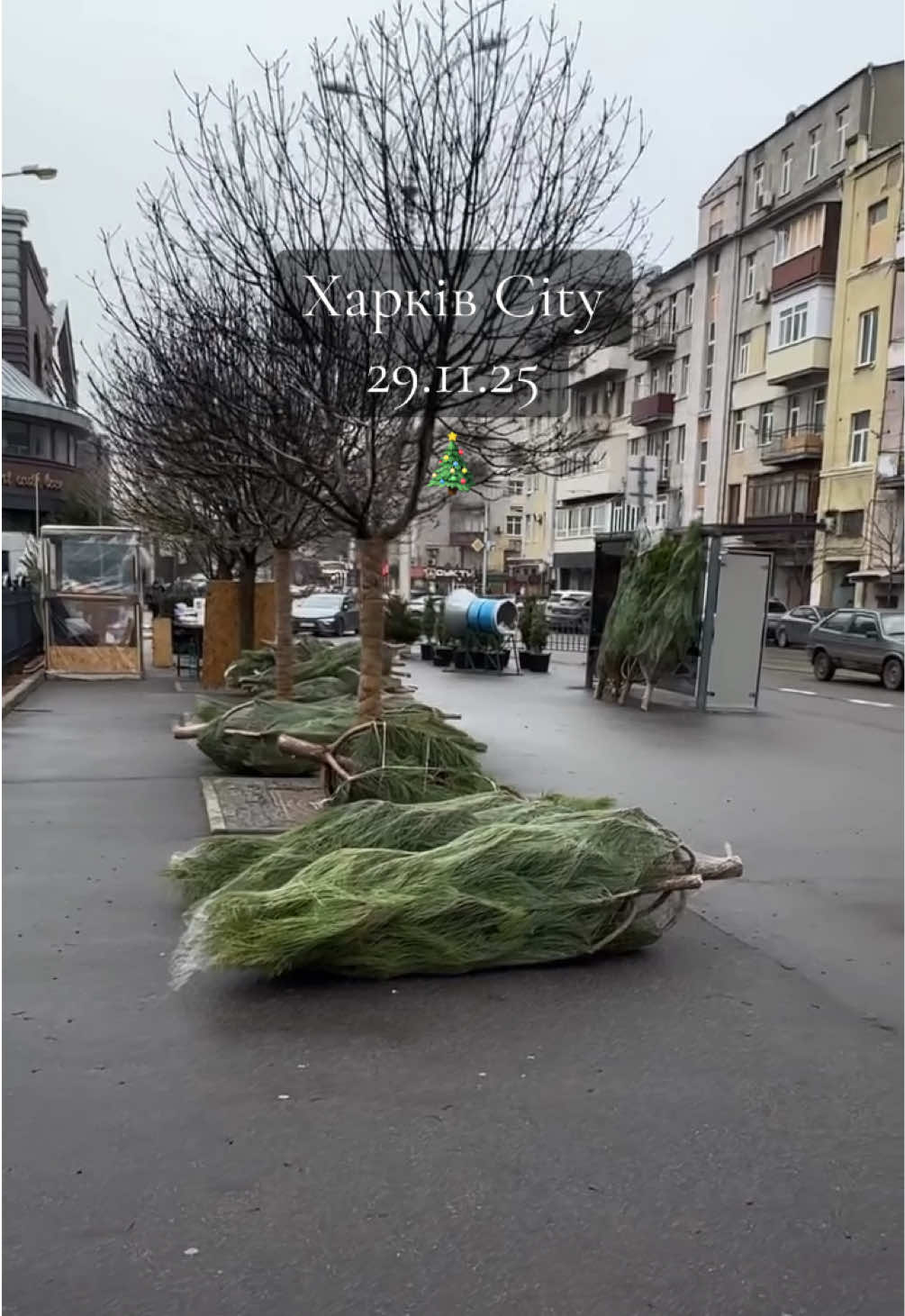 🎄 У Харкові вже почали продавати новорічні ялинки!!! 29.11.2025 #ялинка2026 #харків #kharkiv #kharkivcity #харьков 