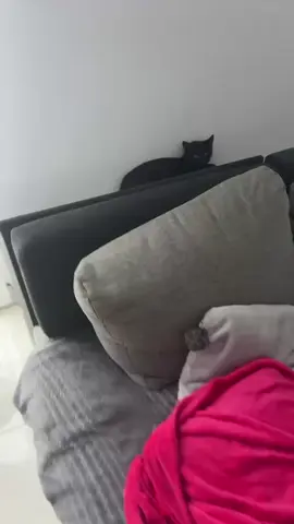 ale pipa z niej #cat #fyp #dc 