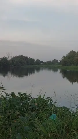 chiều rồi đi cho cá ăn thôi a.e oi#câucá 