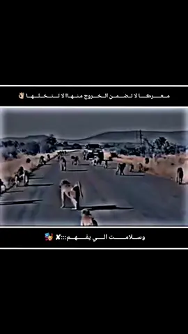 #تصميم_فيديوهات🎶🎤 #صِےـلےـوِحًے #مصممم_ 