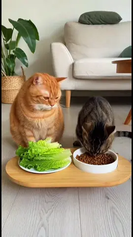 Are you kidding me? You're giving me spare change?#fyp #funnyvideo #cat #catsoftiktok #viral 