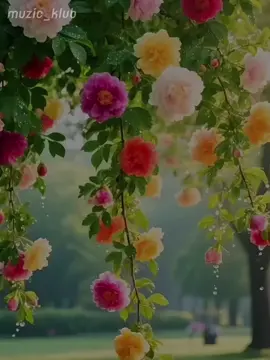 #muzic_klub❤️ /-Ehf Edən Sensen Məni🤍😍❤️#trend #muzic_klub❤️ 