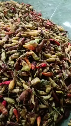 modale urung mbalek yuuu #petaniindonesia🇮🇩🇮🇩🇮🇩🌿🌿 #petanicabai #pembibitancabairawit #petaniblitar #petanimuda 