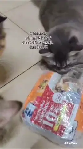 #club4paws  #hairballsolution 