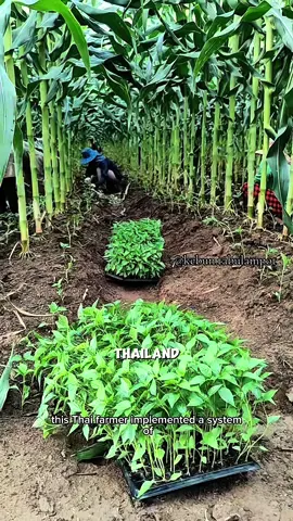 Tanam Tumpangsari Cabai dan Jagung satu lahan #pertanian #tipsberkebun #gardening #fyi #trikpintar
