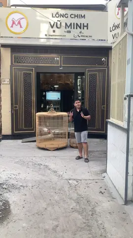 lồng chim siêu khủng 168 nan #longchimtregia #longchimvuminh #lồngchimcaocấp 