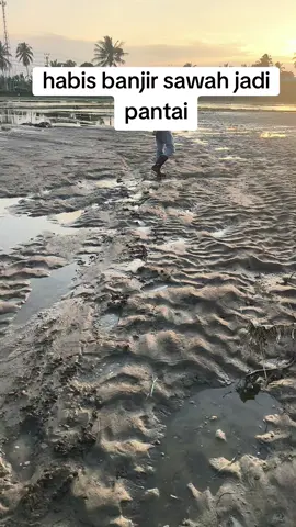 sawah jadi pantai#banjir #banjiraceh 
