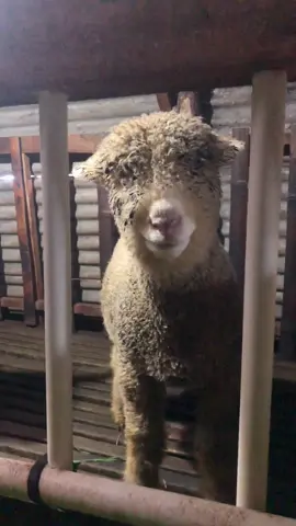 Cah guanteng belum mandi #dombamarino #dombaboneka #dombalucu #fyp #viral 