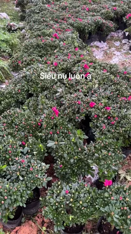 Đẹp quá cả nhà ơi. Mua chơi tết đi ạ #xuhuongtiktok #đỗ_quyên_sẵn_nụ_sẵn_hoa 