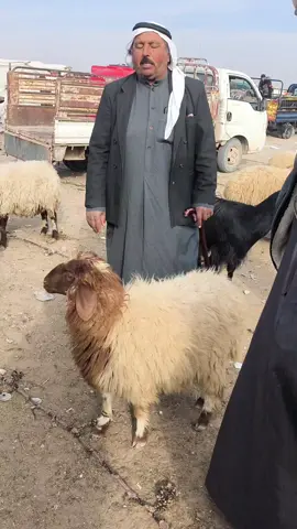 #كويت_قطر_البحرين_السعوديه_الامارات #كسبلور❤️❤️❤️🌸☕👋 #شعب_الصيني_ماله_حل😂😂 #fpy 