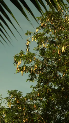 Nhớ lúc nhỏ sau nhà có cây me thật to, mỗi khi tới mùa đám bạn qua rủ trèo lên hái, đem theo chén muối ớt thật cay vừa hái vừa ăn trên cây vừa ngồi nói chuyện trên trời dưới đất, giờ mùa me lại tới nhưng đám bạn ngày xưa thì không thấy đâu nữa... #xuhuong #canhqueyenbinh #tuoitho #binhyen #oque 