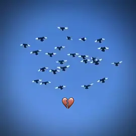 #CapCut #سباق_حمام_زاجل #زاجل_بلجيكي #اكسبلووووورررر #زاجل_سباق 