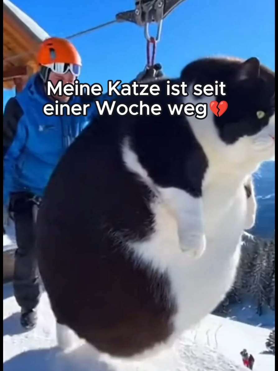 Ich vermisse ihn so sehr 🥹 #katzen #lego #fyp 