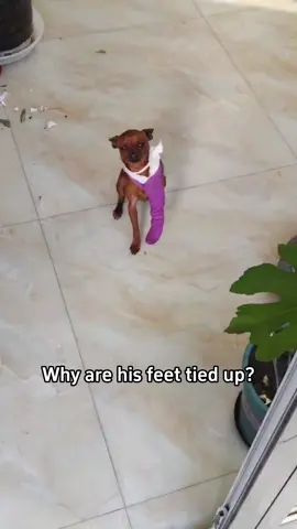 Sharing some funny dogs with you!#Science #popular #usa #dog 