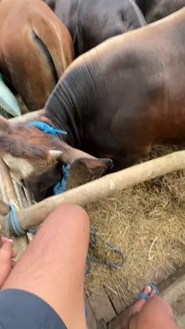 akeh sitik di syukuri 😇#blantiksapi #juragan #sapi #fyp #vir 