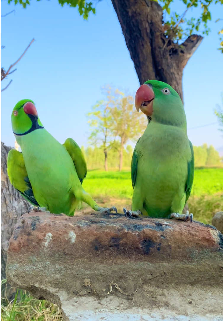 Ringneck parrot coupled with raw parrot #talkingparrot #parrot #ringneckparrot #fyp #parrotlover 