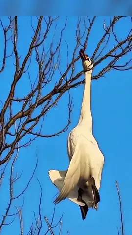 Terperangkap di Ranting, Angsa Ini Mengalami Keajaiban Hidup