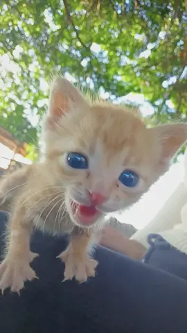 Meow #kitten #catlover #littlekitten #catbaby #cute 
