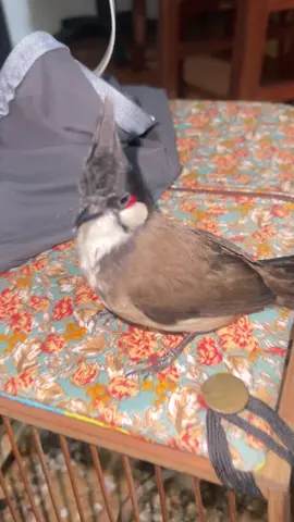 Lười tắm như ma 🤦🏼 #chimchaomao #xh 