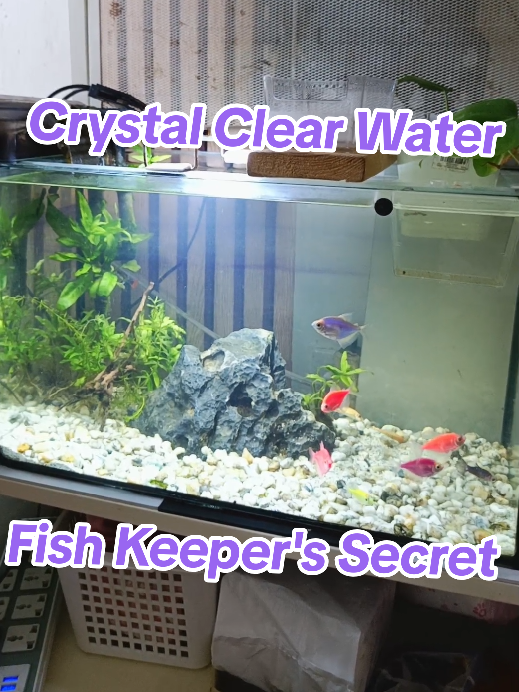 Crystal clean fish tank water na tumatagal? Ito langbyung sikreto jan. Algae remover tablets. Sobrang laking tulong sa mga fish keepers dhail may madali na maplainaw ng tubig ng aquarium at mas tumatagal na malinis at malinaw. Less algae bloom pa kaya okay na 👌. Kaya nao pang hinihintay mo? Magcheckout ka na din nito. #algaeremover #fishkeeper #fishtankhack #aquariumhobby #aquariumcleaner 