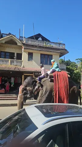 when you see Santosh Pant on an elephant while having a coffee in Sauraha. Nepali Things 😄 