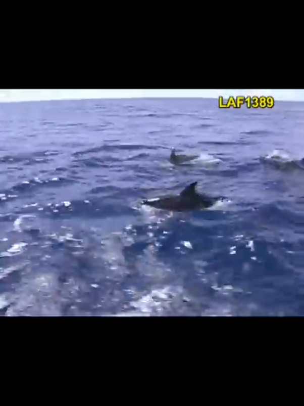 #dulcepontes #musica 