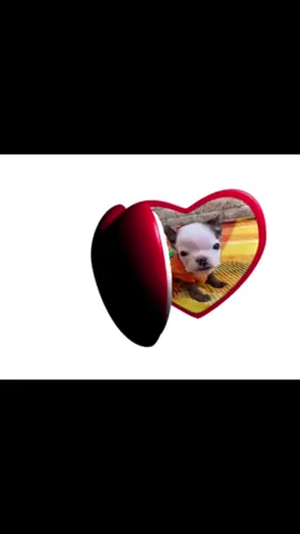 WALTER!!!!!!!!! @Cleft Rescue Unit #fyp #dog #walter #walteredit 