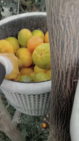 #بقجات🍊 #برتقاله🍊 #دولي #الشعب_الصيني_ماله_حل😂😂 @❤️.كجا .🧸.اسمر.❤️ 